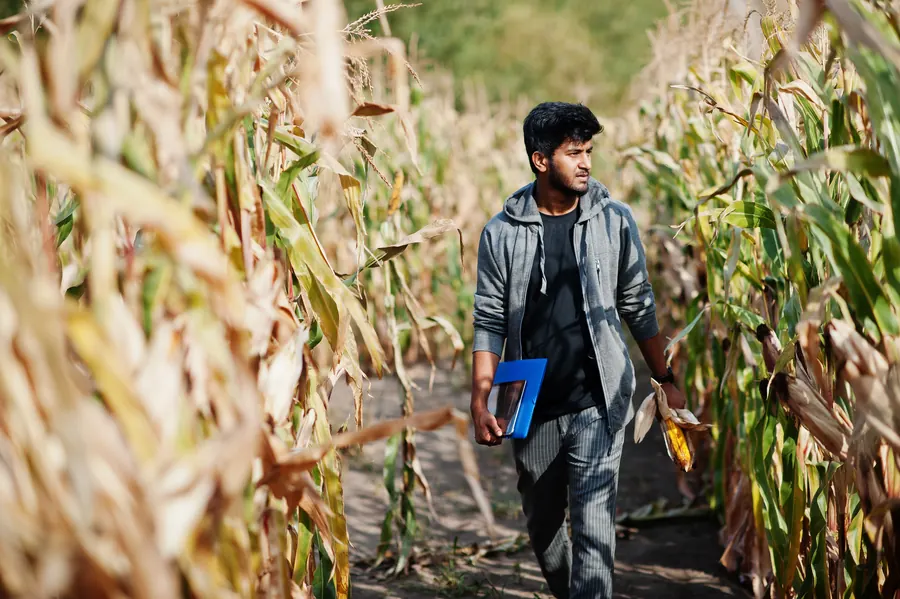 Agronomist inspecting a corn field on a training farm